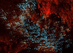 Glow-Worm-Caves-Waitomo-004