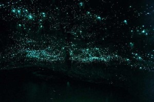 glowworm-caves-waitom-1[2]