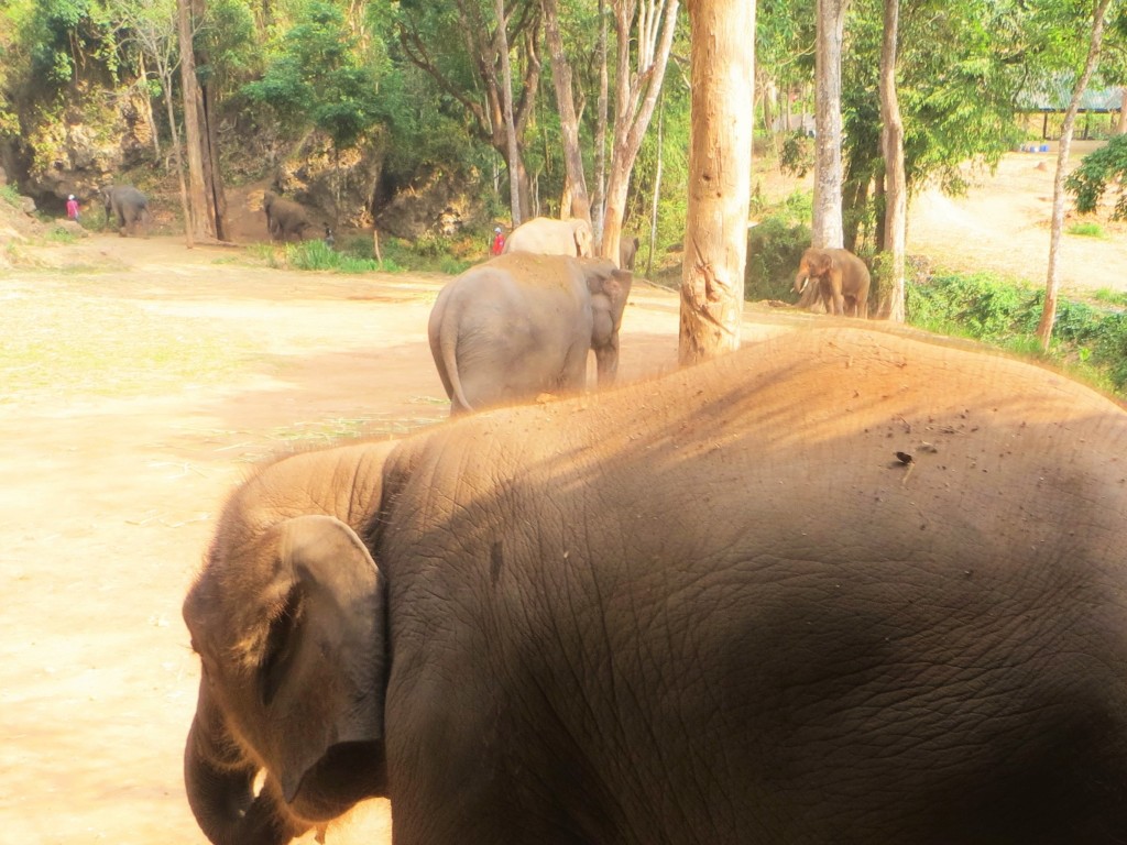 Elefantenrücken